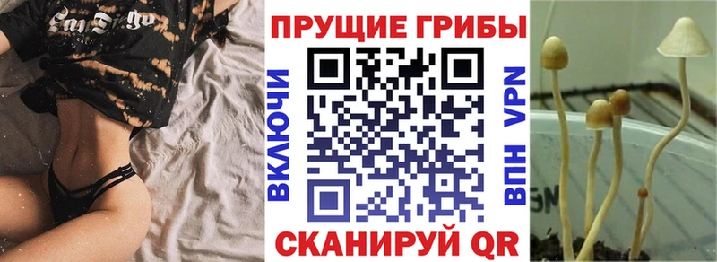 МЕГА ТОР  Болгар  Галлюциногенные грибы мицелий 